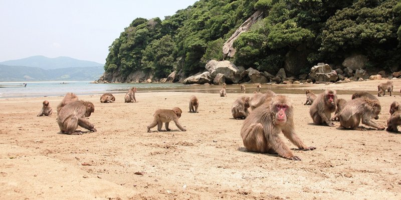 Wild monkeys on the beach at Kojima island