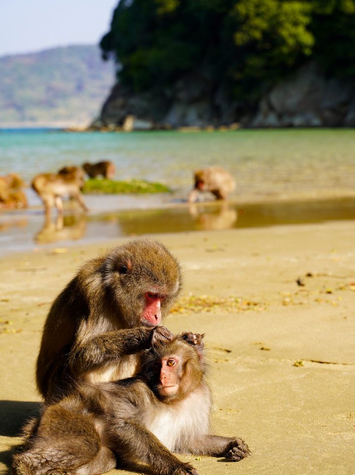 Monkeys on the beach at Kojima, the monkey island