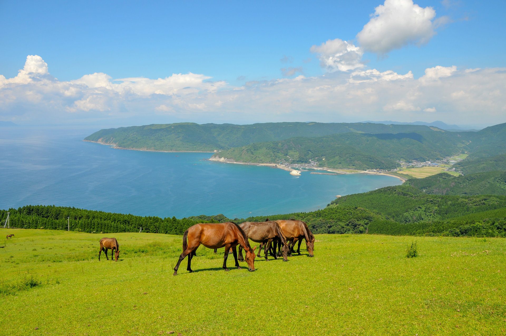 Wild horses grazing above the coast at Cape Toi